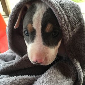 Meet your Posher, John